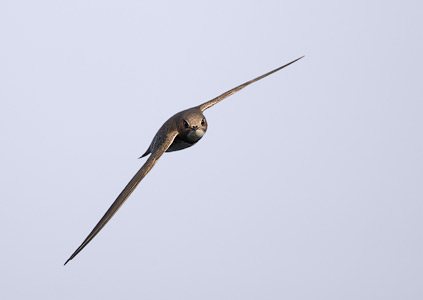 Alpine Swift (Apus melba) photo