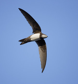 Alpine Swift (Apus melba) photo
