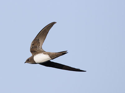 Alpine Swift (Apus melba) photo