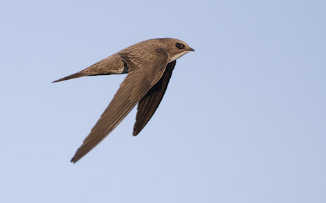 Alpine Swift (Apus melba) photo