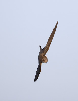 Alpine Swift (Apus melba) photo