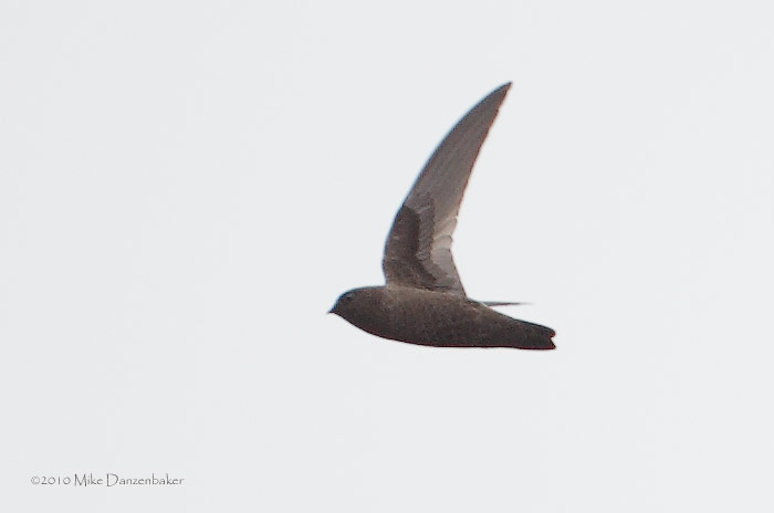 Chestnut-collared Swift (Cypseloides rutilus) photo