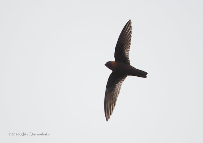 Chestnut-collared Swift (Cypseloides rutilus) photo