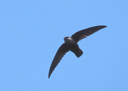Chimney Swift (Chaetura pelagica) photo