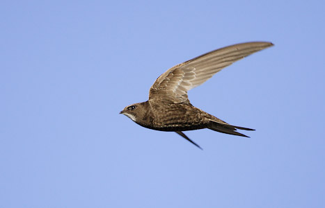 Common Swift (Apus apus) photo
