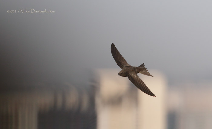 Common Swift (Apus apus) photo