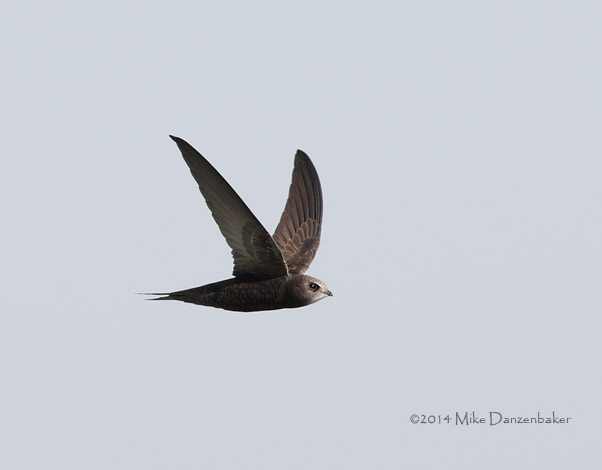 Common (Oriental) Swift (Apus apus pekinensis) photo