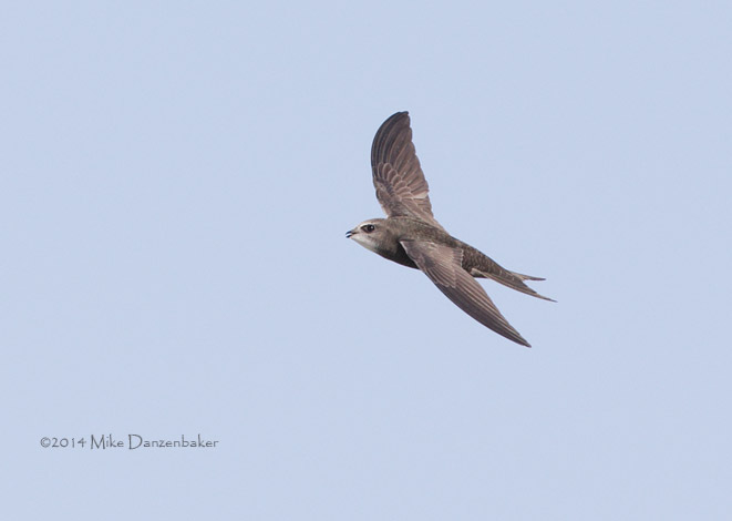 Common (Oriental) Swift (Apus apus pekinensis) photo