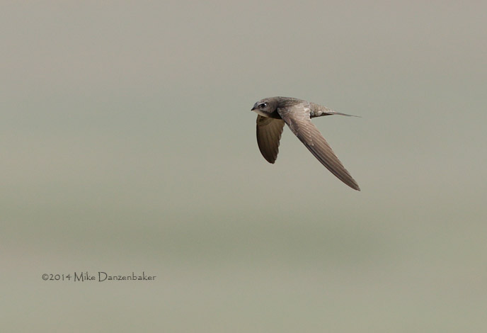 Common (Oriental) Swift (Apus apus pekinensis) photo