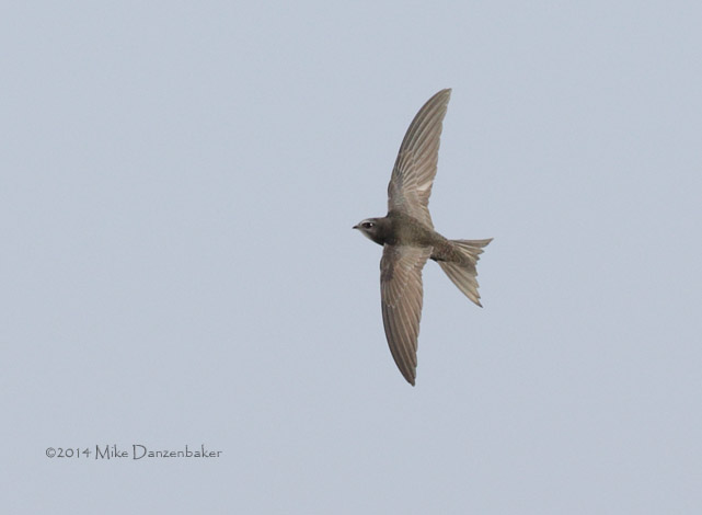 Common (Oriental) Swift (Apus apus pekinensis) photo