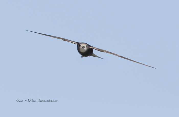 Common (Oriental) Swift (Apus apus pekinensis) photo