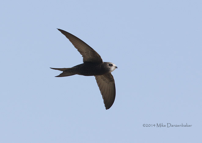 Common (Oriental) Swift (Apus apus pekinensis) photo