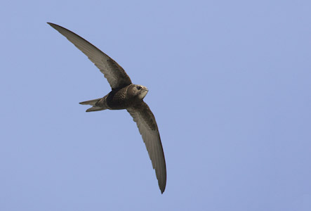 Common Swift (Apus apus) photo