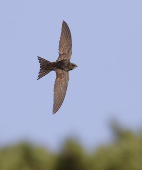 Common Swift (Apus apus) photo