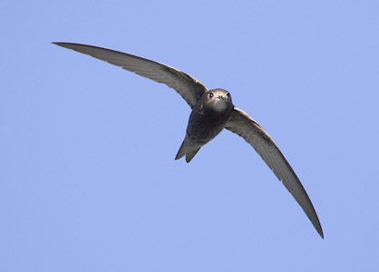 Common Swift (Apus apus) photo