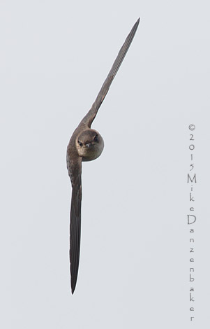 Germain's Swiftlet (Aerodramus germani) photo