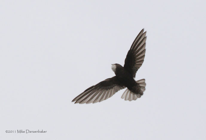 Little Swift (Apus affinis) photo