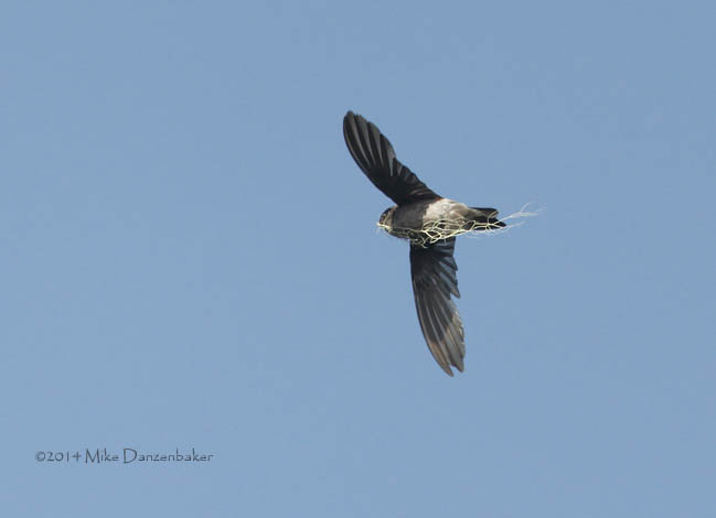 Mascarene Swiftlet (Aerodramus francicus) photo