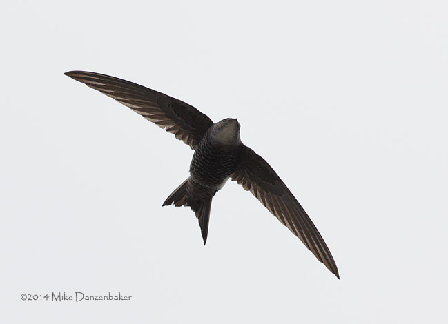 Pacific Swift (Apus pacificus) photo