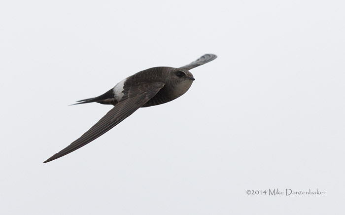 Pacific Swift (Apus pacificus) photo