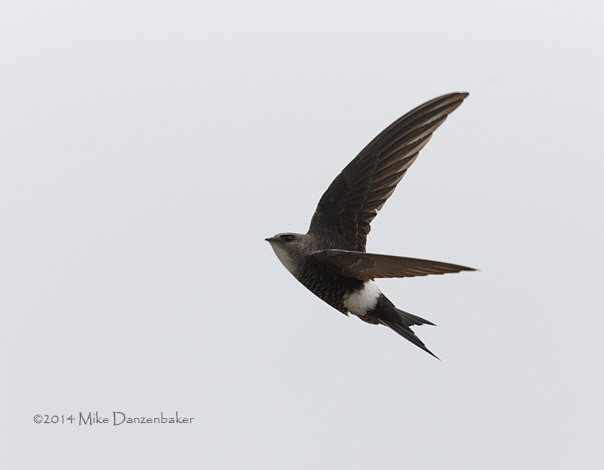Pacific Swift (Apus pacificus) photo