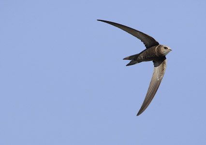 Pallid Swift (Apus pallida) photo