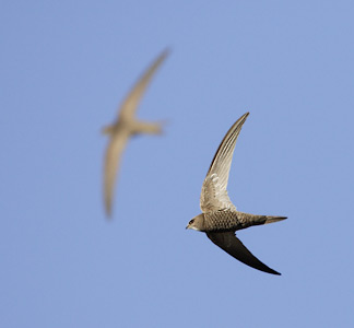 Pallid Swift (Apus pallida) photo
