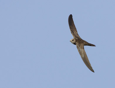 Pallid Swift (Apus pallida) photo