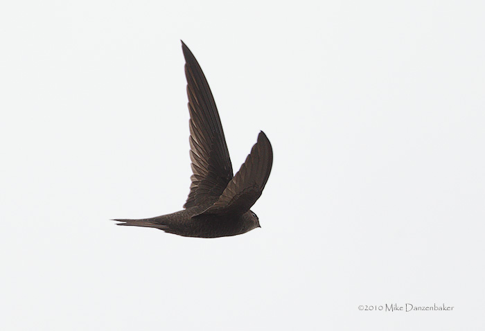Plain Swift (Apus unicolor) photo