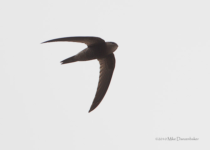 Plain Swift (Apus unicolor) photo