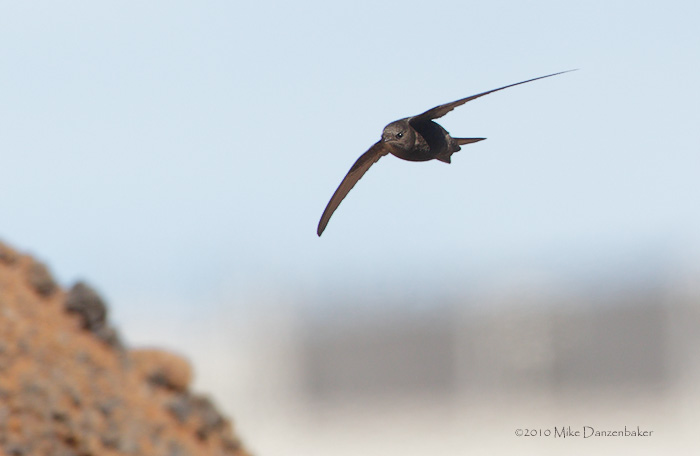 Plain Swift (Apus unicolor) photo