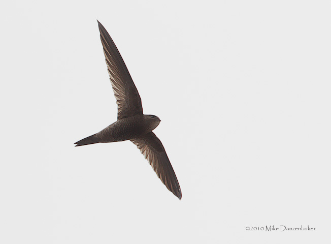 Plain Swift (Apus unicolor) photo