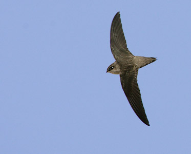 Vaux's Swift (Chaetura vauxi) photo