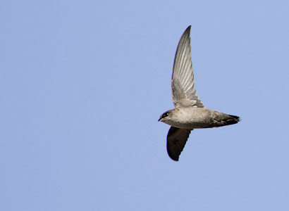 Vaux's Swift (Chaetura vauxi) photo