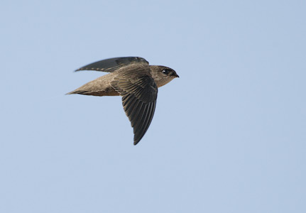 Vaux's Swift (Chaetura vauxi) photo