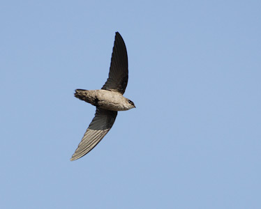 Vaux's Swift (Chaetura vauxi) photo