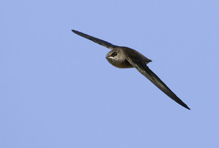 Vaux's Swift (Chaetura vauxi) photo