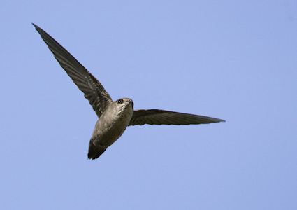Vaux's Swift (Chaetura vauxi) photo