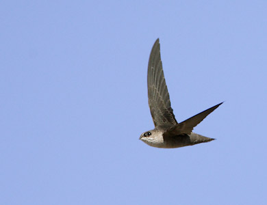 Vaux's Swift (Chaetura vauxi) photo