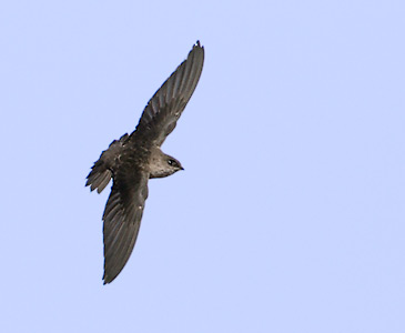 Vaux's Swift (Chaetura vauxi) photo