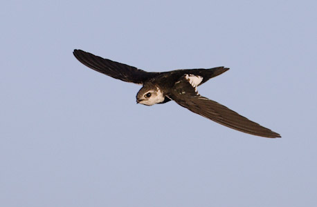White-throated Swift (Aeronautes saxatalis) photo