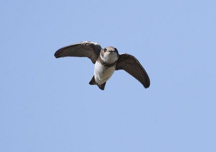 Sand Martin (Riparia riparia) photo