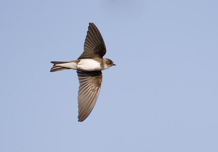 Sand Martin (Riparia riparia) photo