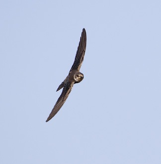 Sand Martin (Riparia riparia) photo