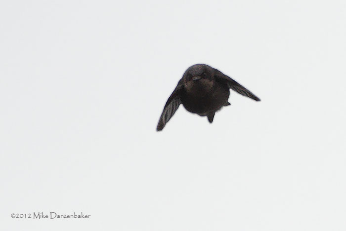 Brown-bellied Swallow (Notiochelidon murina) photo