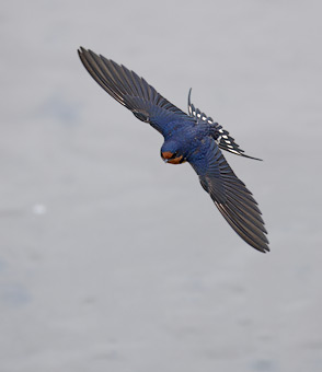 Barn Swallow (Hirundo rustica) photo