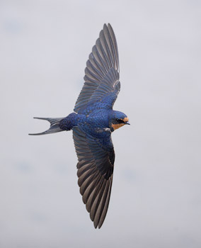 Barn Swallow (Hirundo rustica) photo