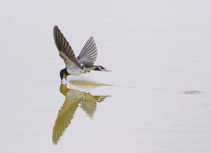 Swallow (Hirundo rustica) photo