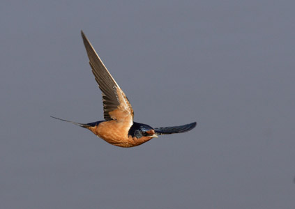Barn Swallow (Hirundo rustica) photo