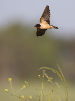 Barn Swallow (Hirundo rustica) photo